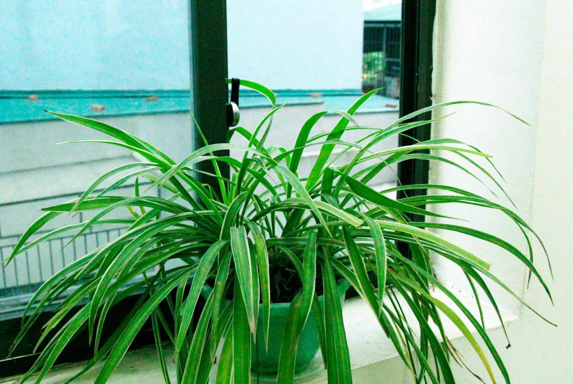 Tamcoc Lights Hotel Van Lam Ngoại thất bức ảnh